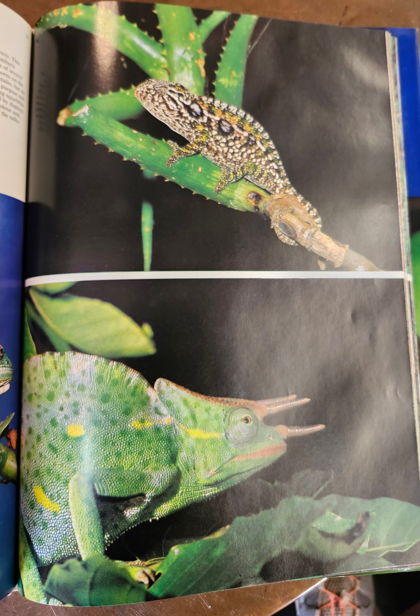 "All Color Book of Reptiles" by Laurence Perkins
