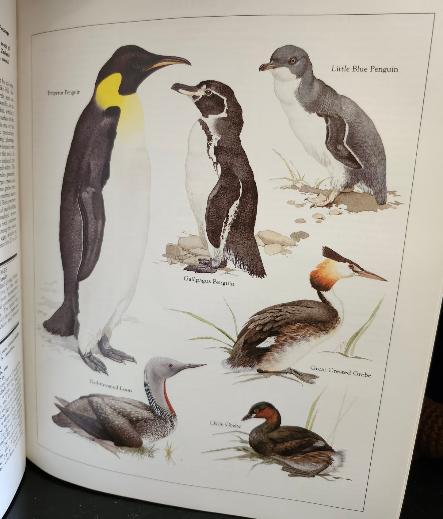 "Macmillan Illustrated Animal Encyclopedia" by Dr. Philip Whitfield (editor)